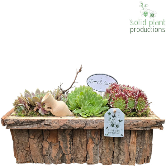 SMP031 Bark R Medium Brown Sempervivum 22cm 34cm Pot