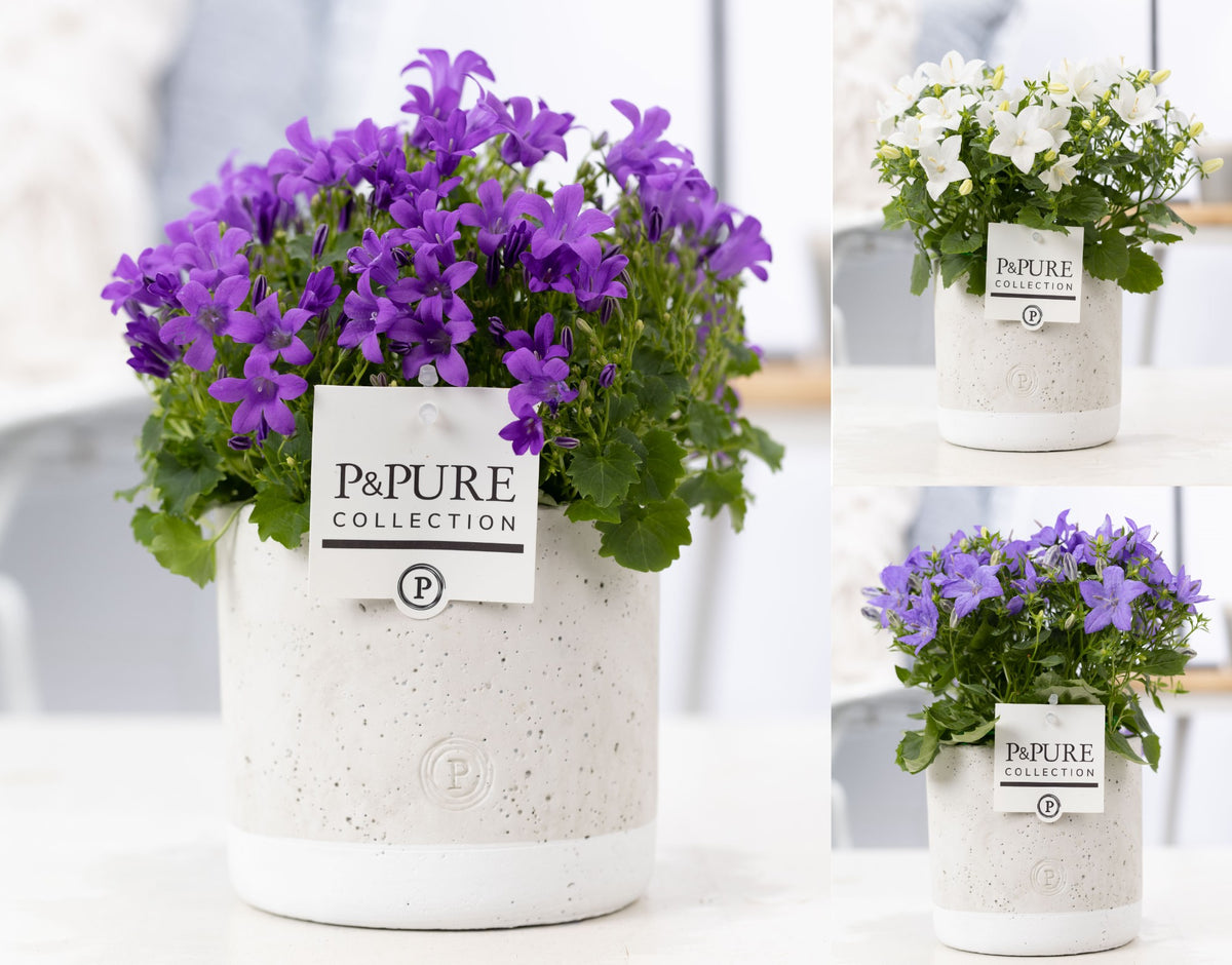 Campanula Hybrid 17cm 14cm Pot