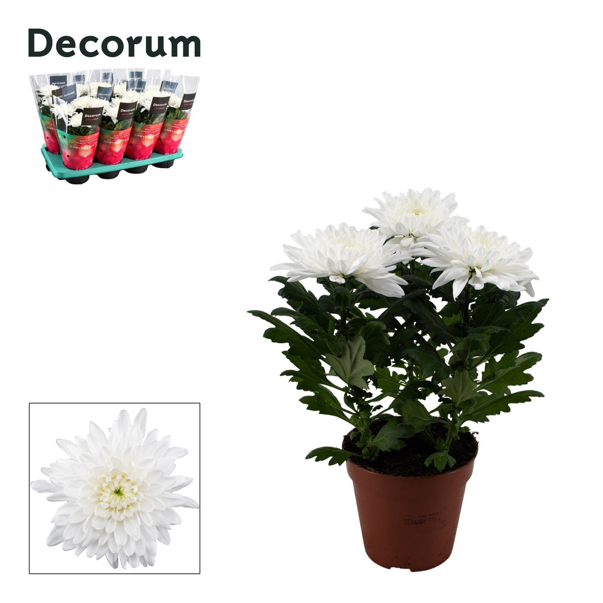Chrysanthemum Supernova White 35cm 13cm Pot