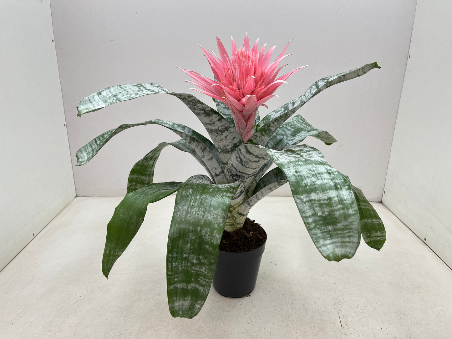 Aechmea Primera 70cm 15cm Pot