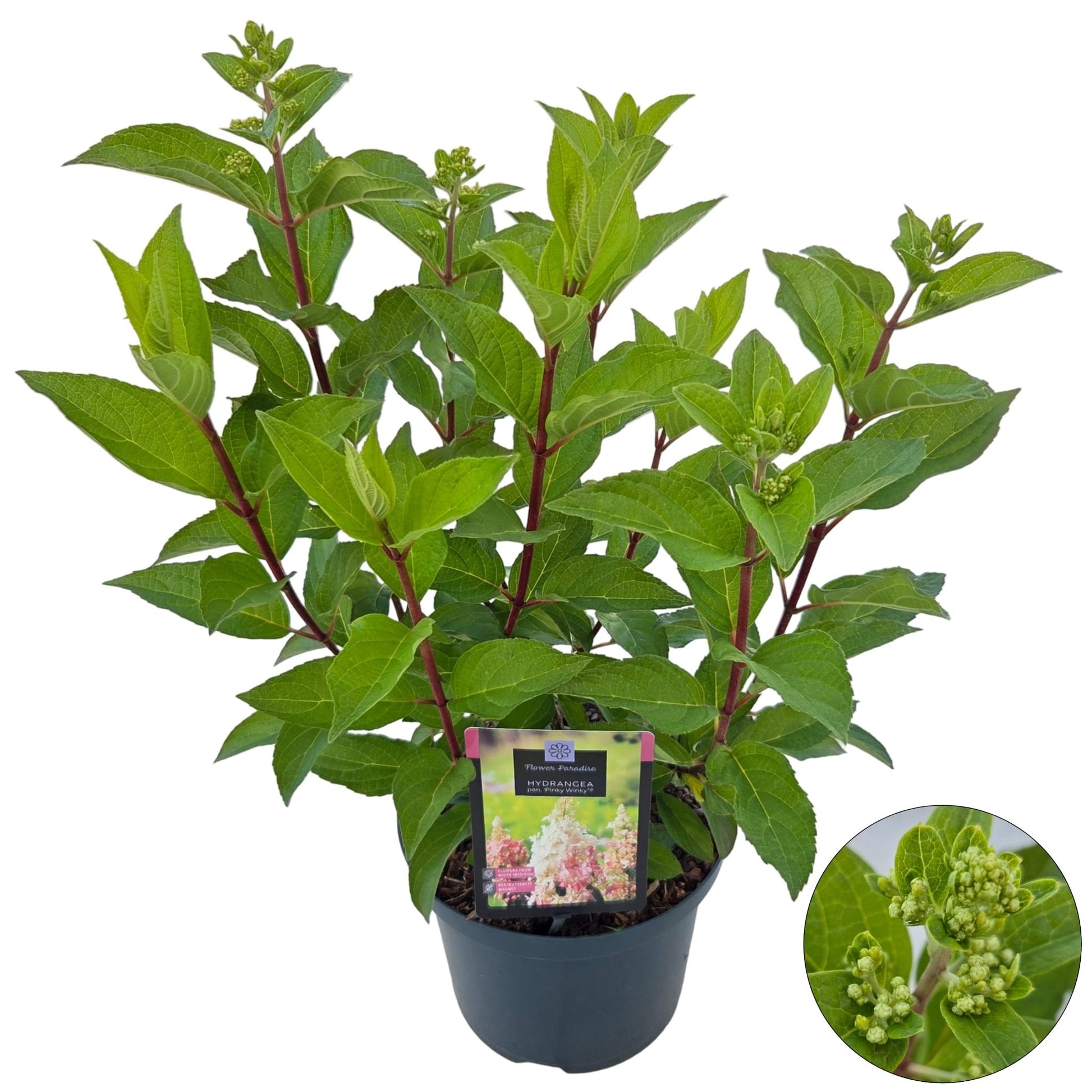 Hydrangea pan. Pinky Winky 60cm 23cm Pot