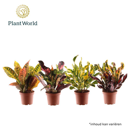 Codiaeum mix 30cm 12cm Pot