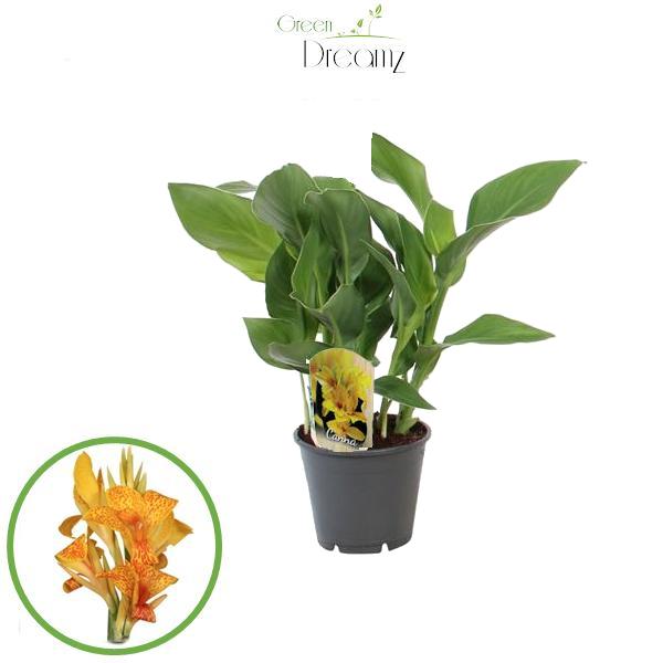Canna Tenerife 45cm 14cm Pot