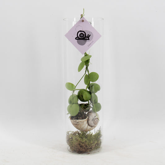 arr. Dischidia Snaily 38cm 11cm Pot