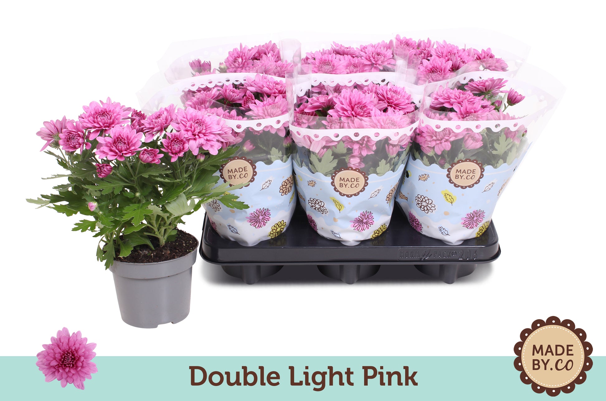 Chrysanthemum double light pink 25cm 12cm Pot