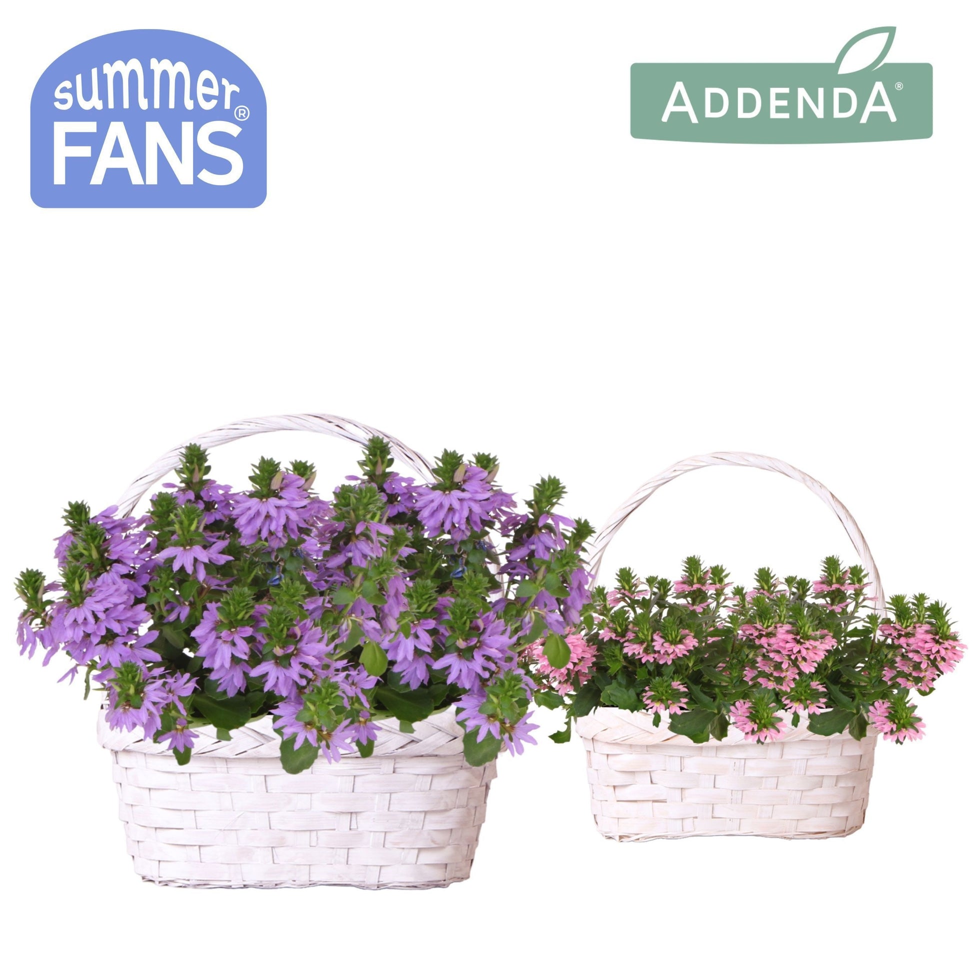 Scaevola aemula 25cm 24cm Pot