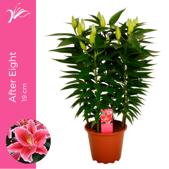Wetering Potlilium BV Lilium After Eight Pack of 1
