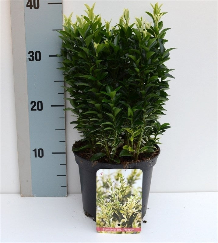 Roessel Tuinpl. VOF, B. v. Euonymus japonicus Pack of 6
