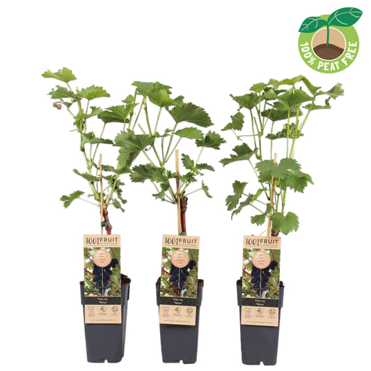 Vitis vinifera Venus 50cm 15cm Pot