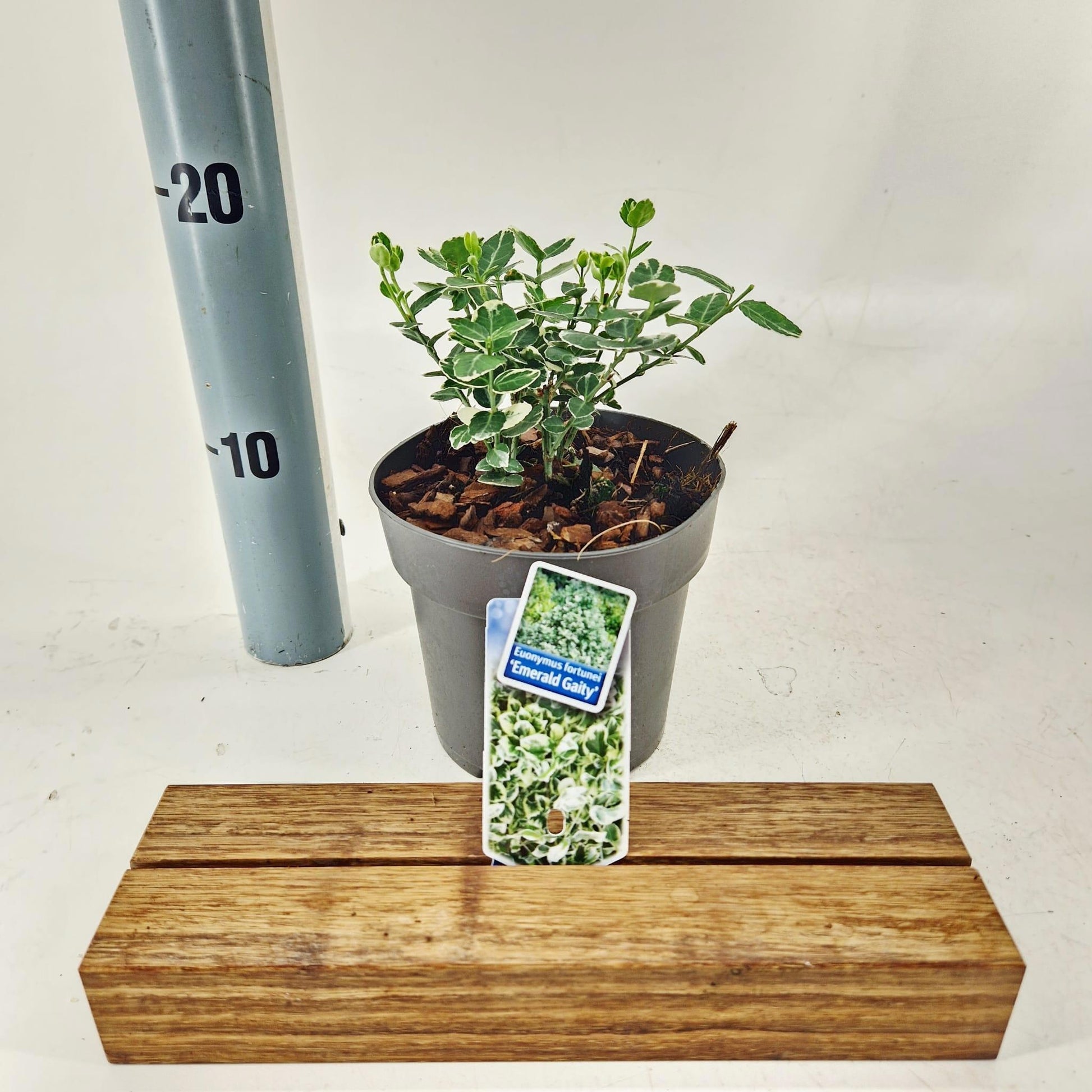 Euonymus Emerald Gaiety 20cm 13cm Pot