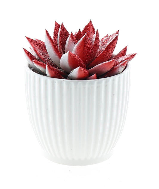 Euro Cactus Holland Bv Design pot miranda rood/wit glitter Pack of 4
