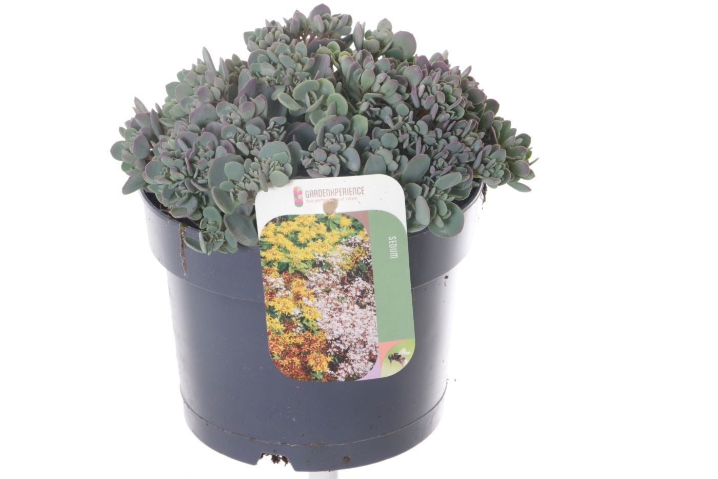 Sedum Lidakense 20cm 17cm Pot