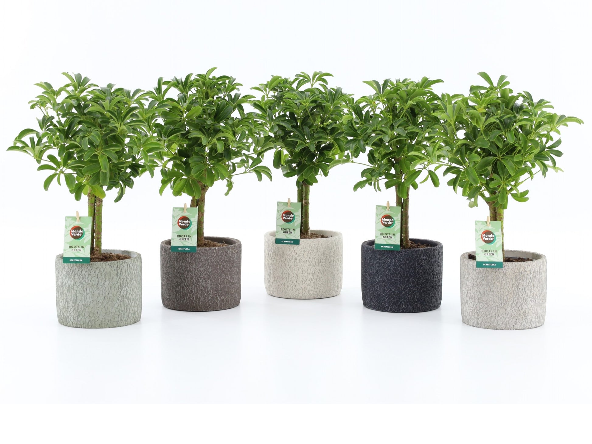 Schefflera Luseana 40cm 14cm Pot