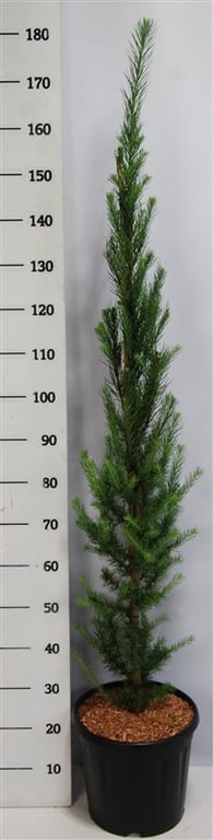 Larix kaempferi 140cm 32cm Pot