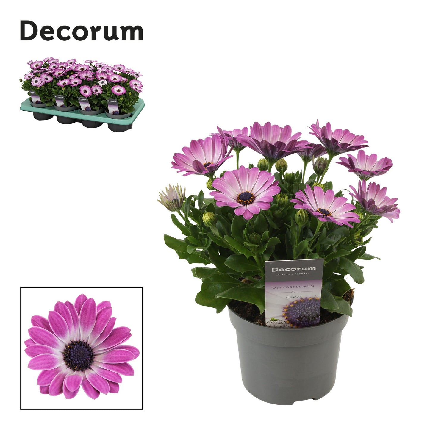 Osteospermum Margarita Pink Flare 25cm 12cm Pot