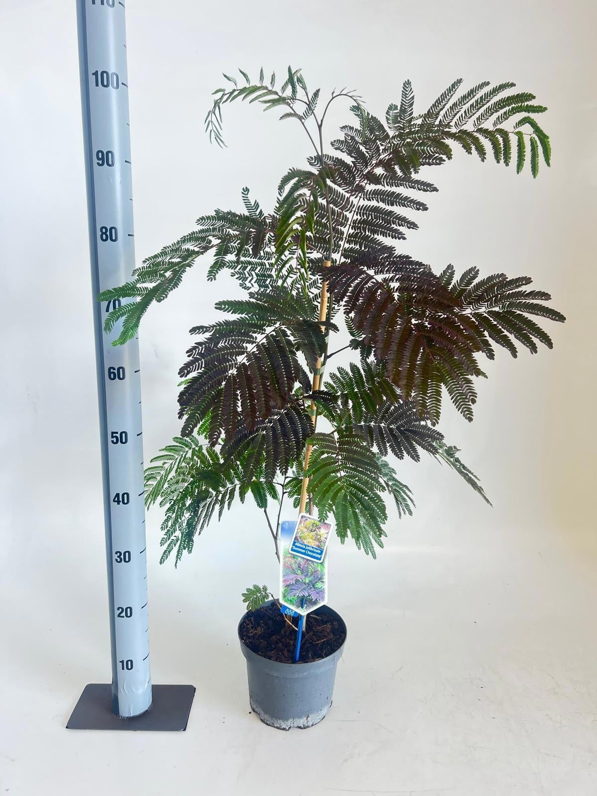 Albizia jul. Summer Chocolate 95cm 19cm Pot