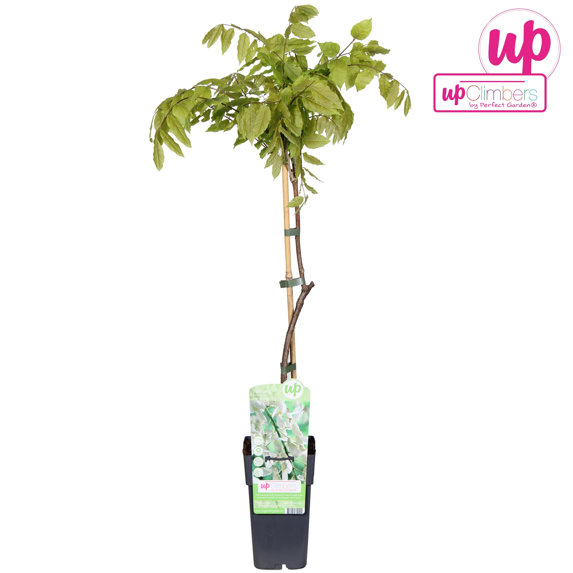 Wisteria floribunda Alba 70cm 15cm Pot