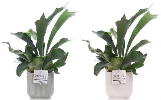 Platycerium bifurcatum 40cm 12cm Pot