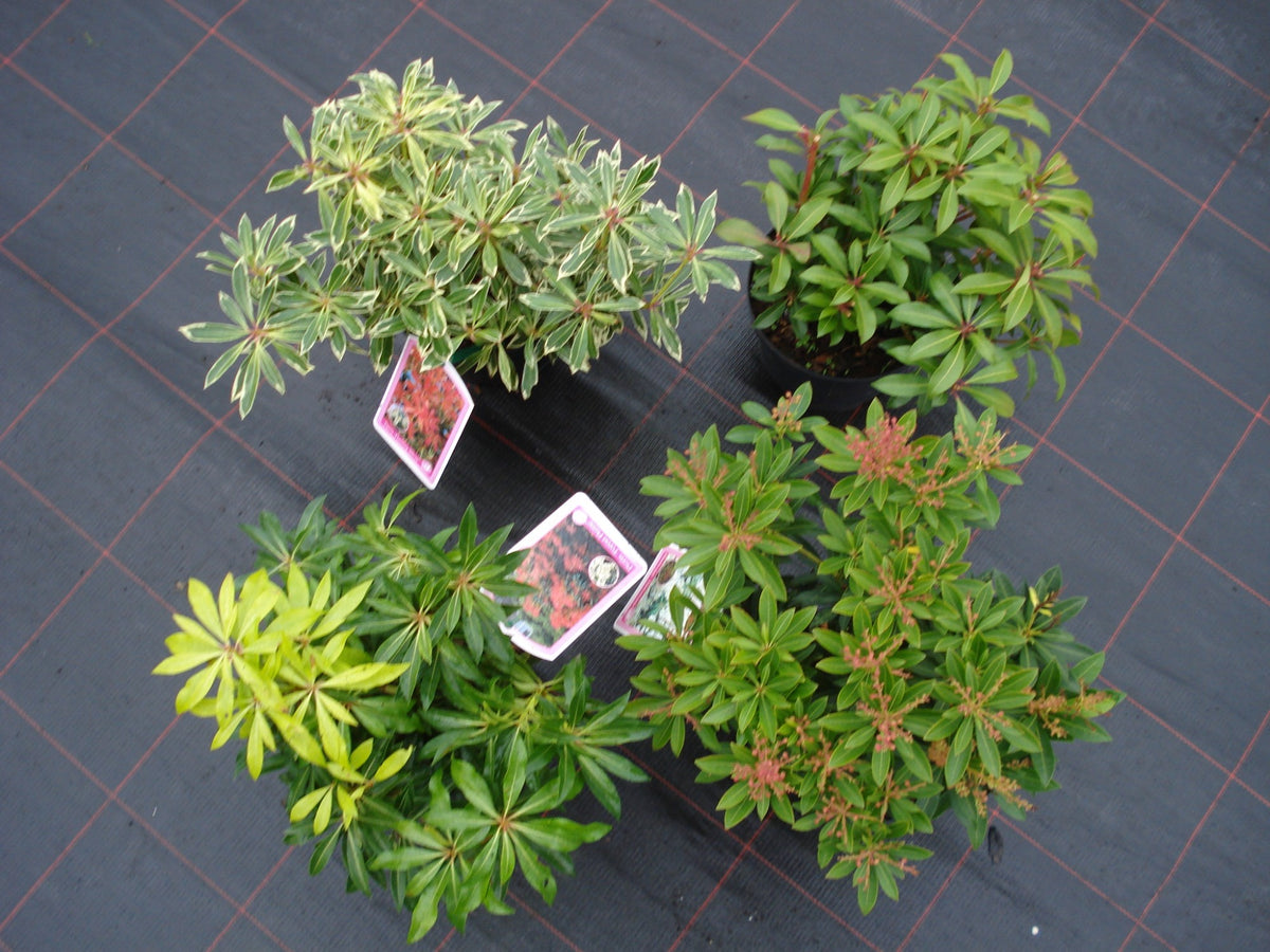 Pieris japonica mix 40cm 17cm Pot