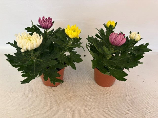 Chrysanthemum mix 35cm 12cm Pot