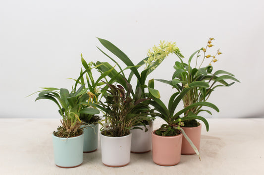 Houseplants mix in ceramic pots 5cm 6cm Pot