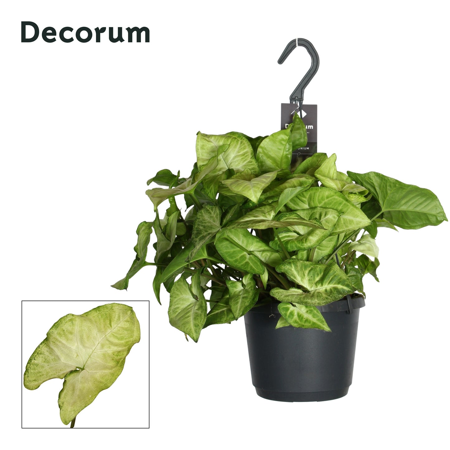 Hillplant BV Syngonium White Butterfly Pack of 6