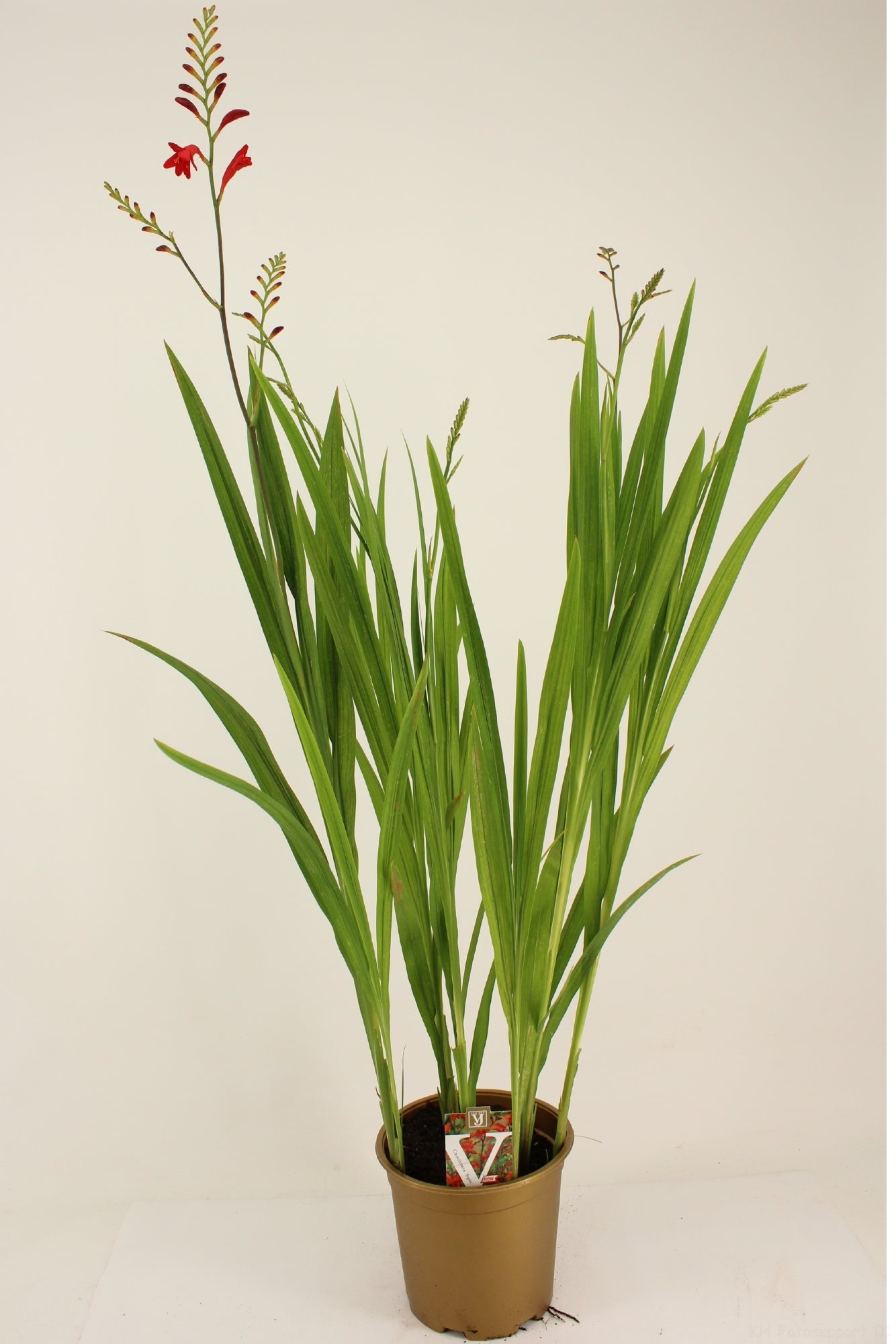 Crocosmia Brigitta 95cm 19cm Pot