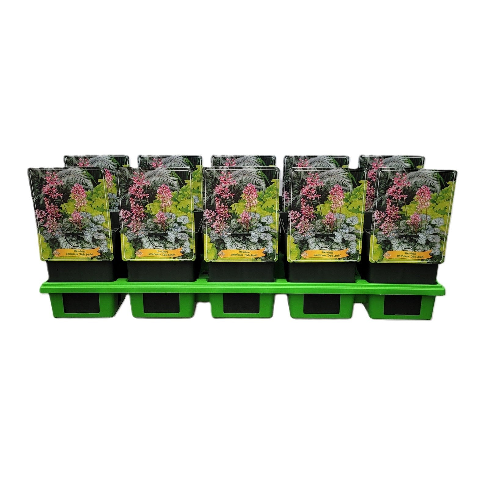 Heuchera Dale 25cm 11cm Pot