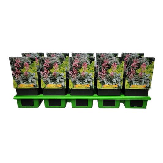Heuchera Dale 25cm 11cm Pot