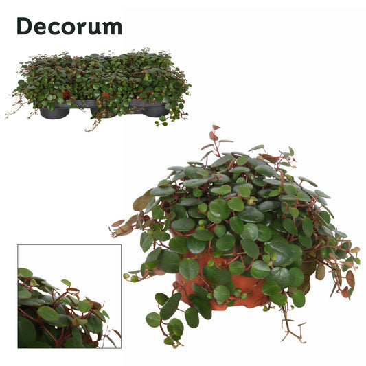 Peperomia Pepperspot 15cm 10.5cm Pot