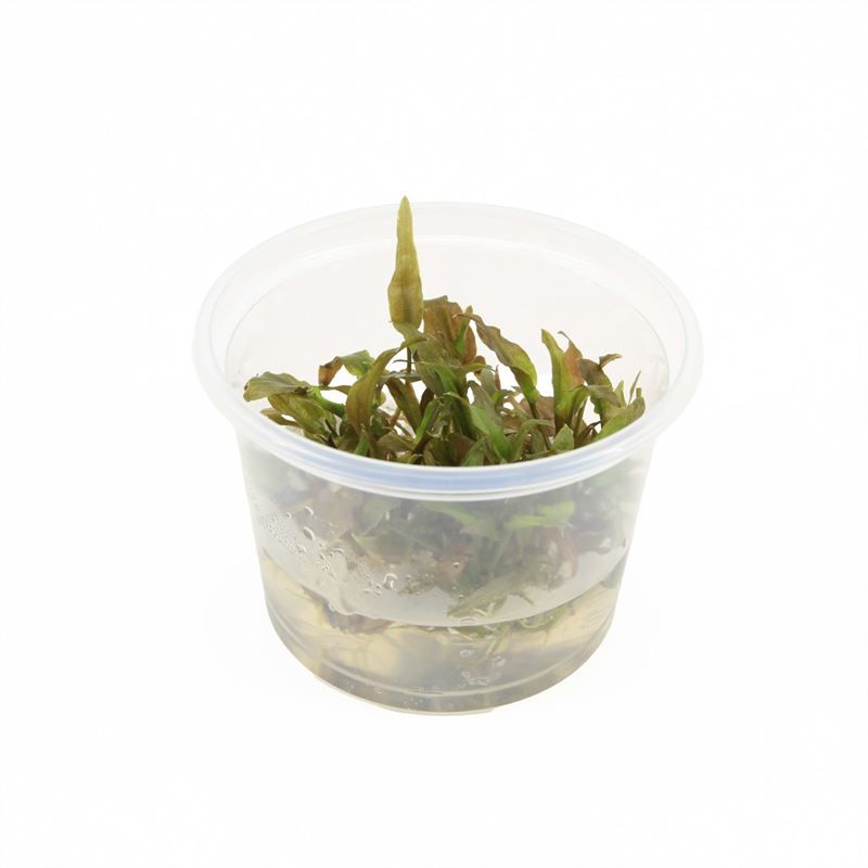 Waterplkw R. Moerings Cryptocoryne beckettii Pack of 3
