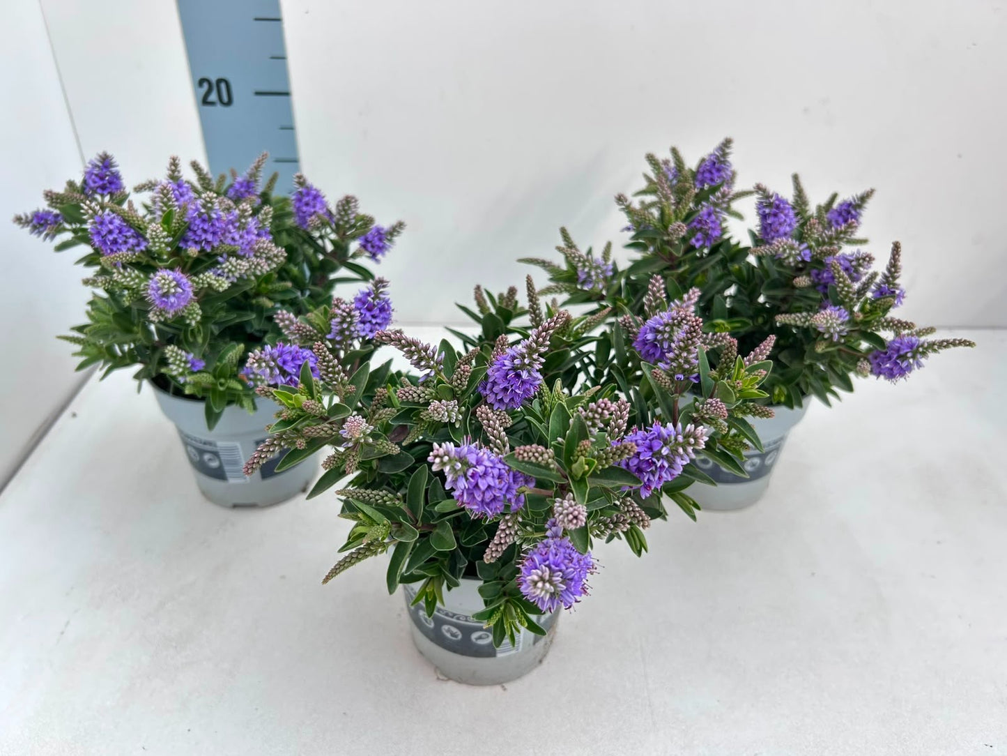 Gartenbau Janshen Gbr Hebe All Blooms Banila Pack of 10