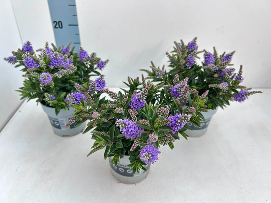 Gartenbau Janshen Gbr Hebe All Blooms Banila Pack of 10