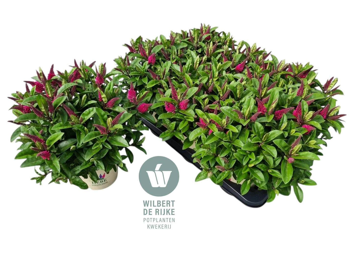 Rijke, Kw. Wilbert de Hebe Kirikau Pack of 6