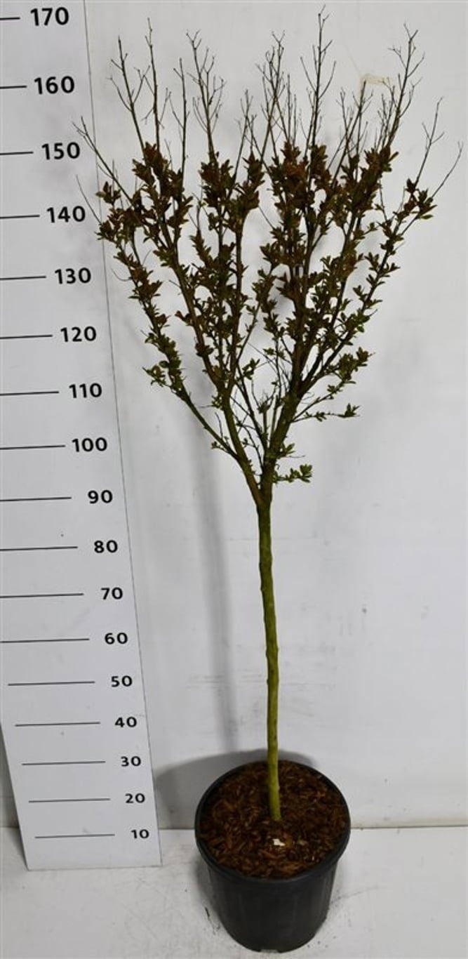 Lagerstroemia indica 160cm 32cm Pot