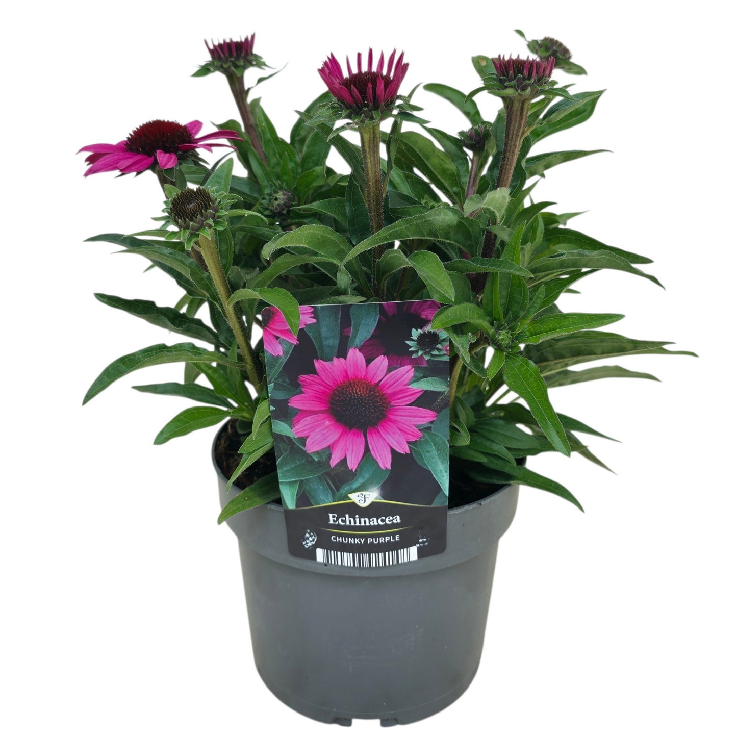 Florizon Plants Echinacea pur. Chunky Purple Pack of 6