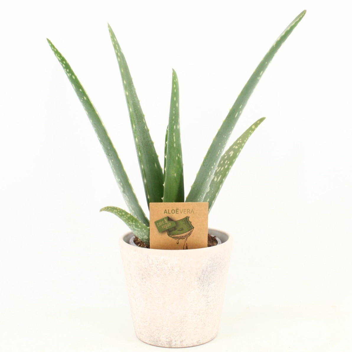Aloe vera 37cm 12.5cm Pot