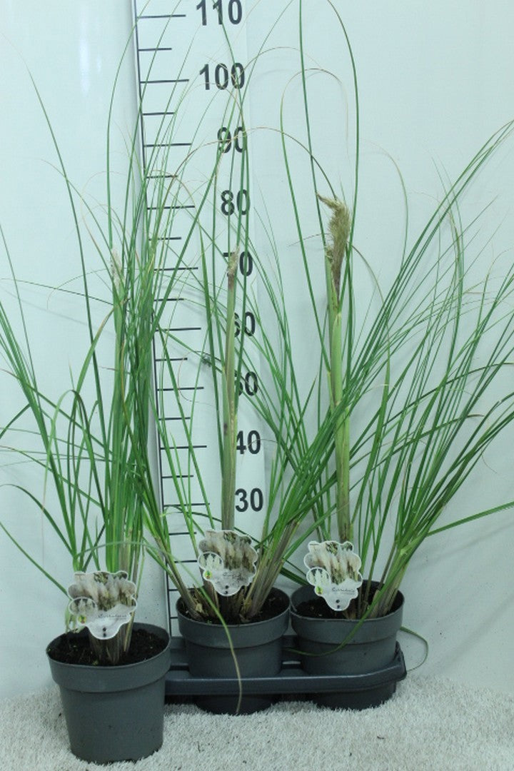 Cortaderia selloana 120cm 19cm Pot