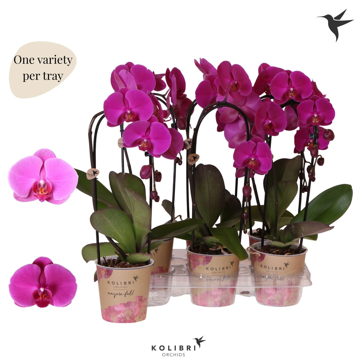 Phalaenopsis Elegant cascade 45cm 12cm Pot
