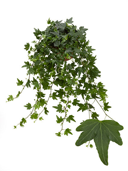 Hedera helix Sjoelle 13cm Pot