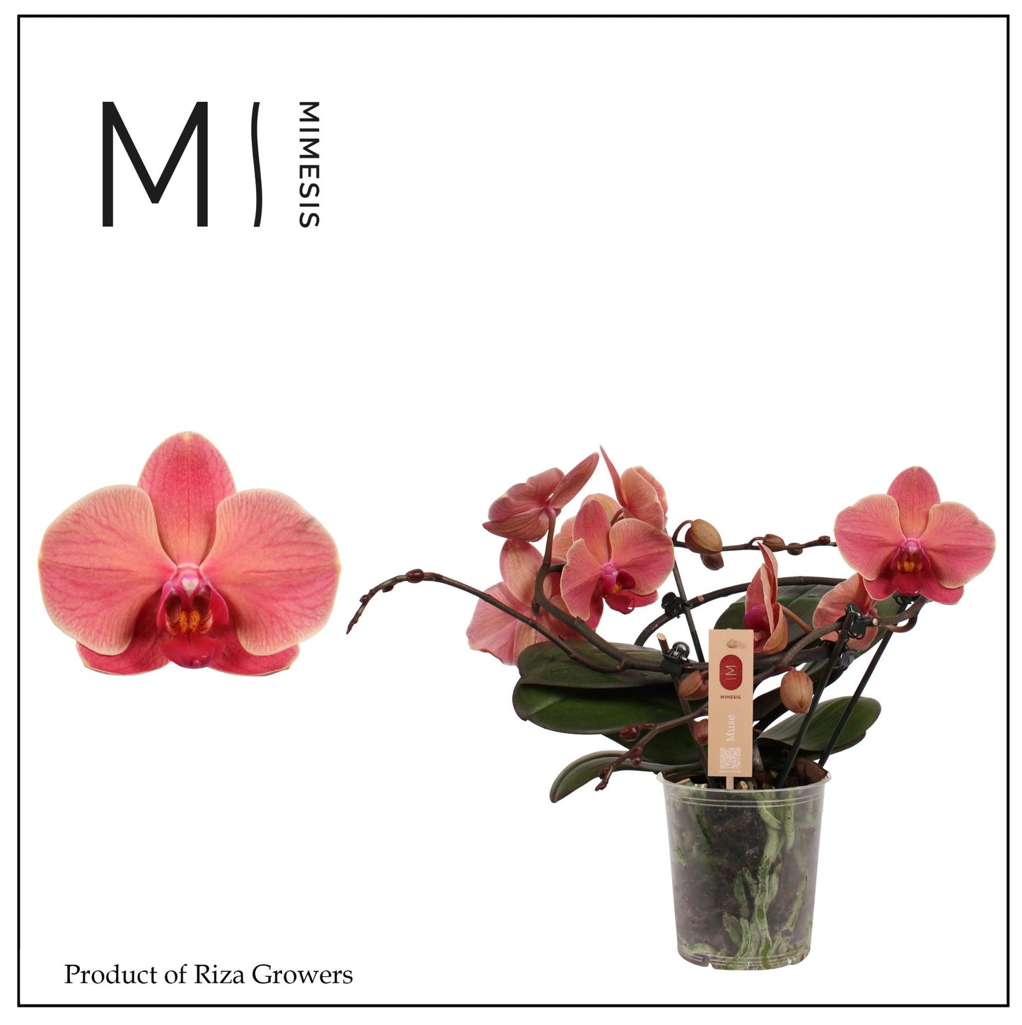Riza Ter Laak Orchios Phalaenopsis Muse Orange Pack of 3