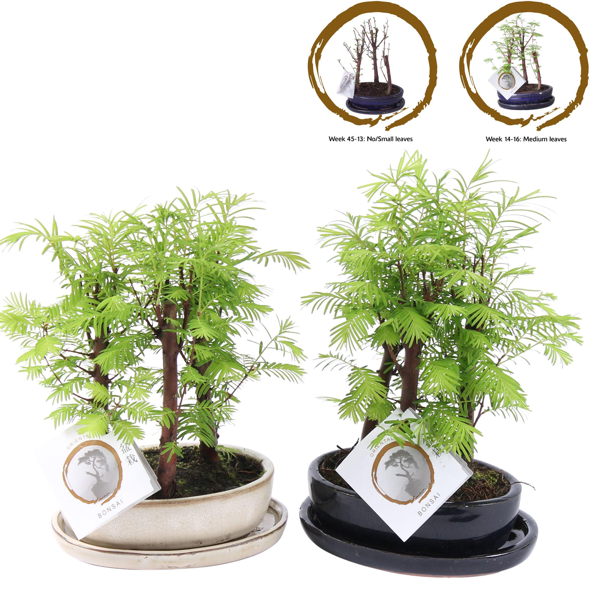 Bonsai Metasequoia Forest 30cm 15cm Pot
