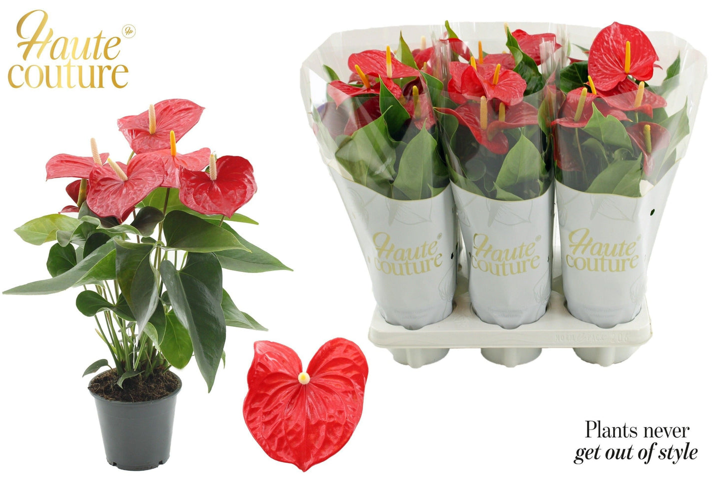 Anthurium Everio 40cm 12cm Pot