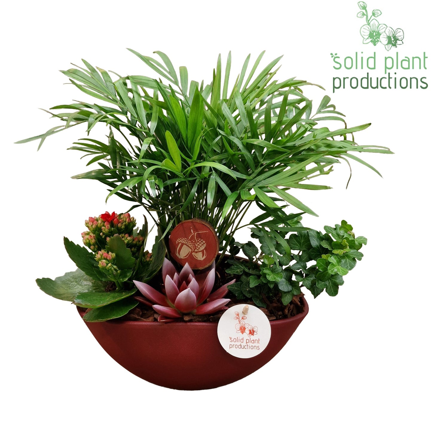 CE005 Evelyn Red Echeveria 35cm 22cm Pot