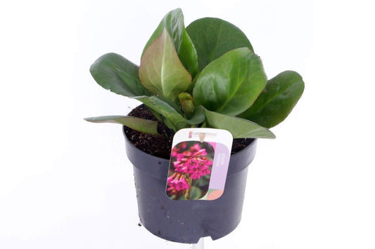Bergenia cordifolia Eroica 30cm 17cm Pot