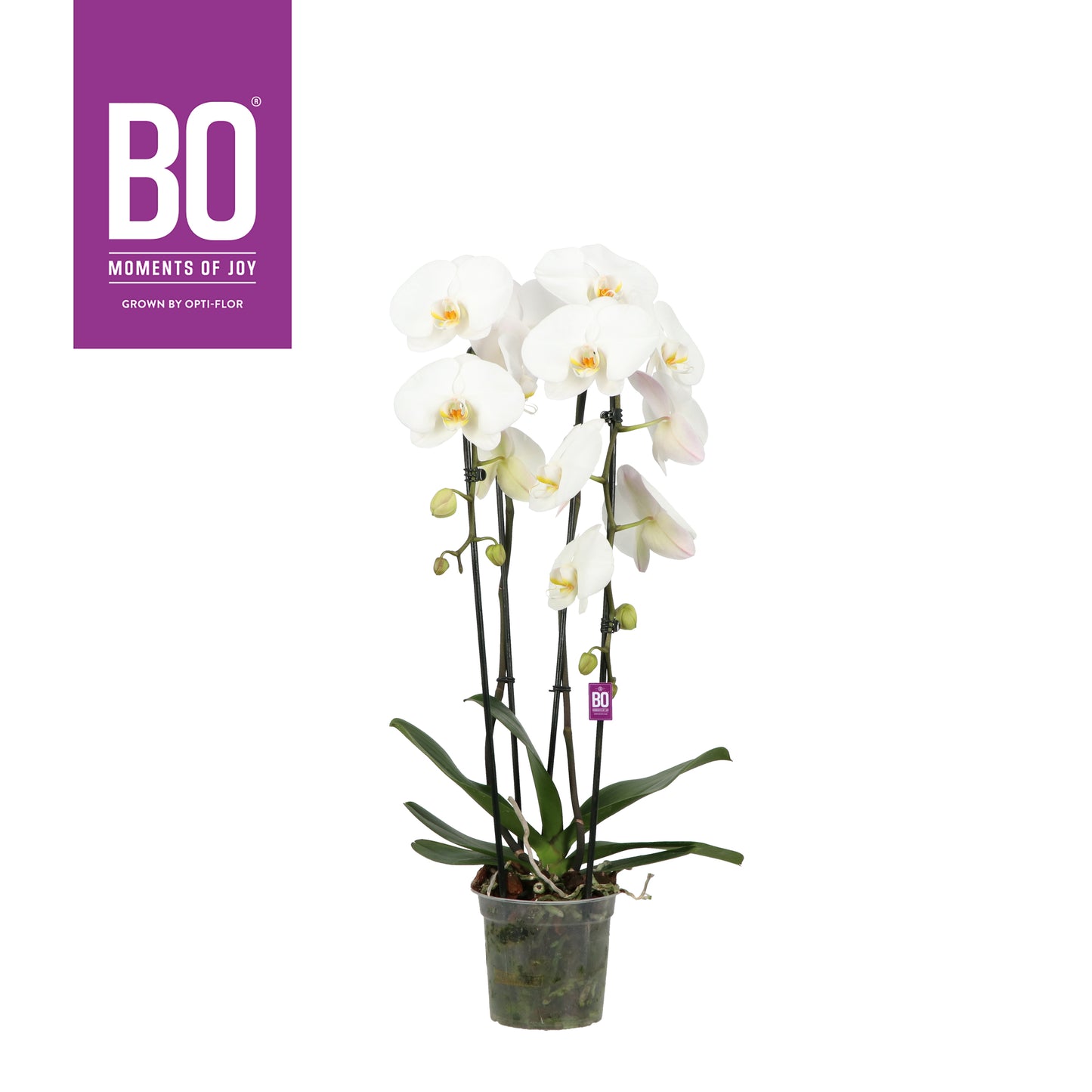Phalaenopsis white cascade 85cm 15cm Pot