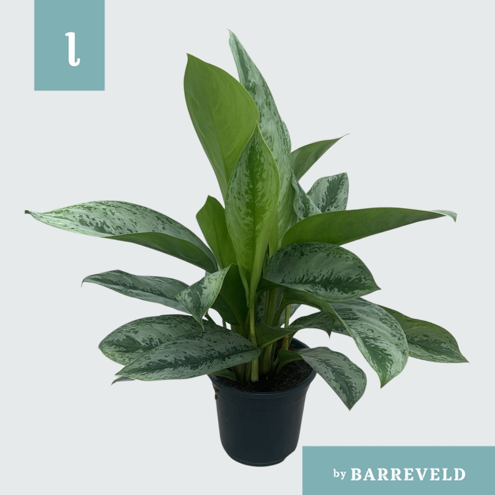 Aglaonema Silver Frost 60cm 17cm Pot