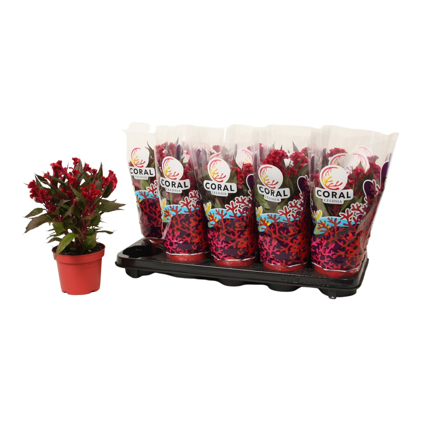 Celosia Hot Topic Purple 38cm 12cm Pot