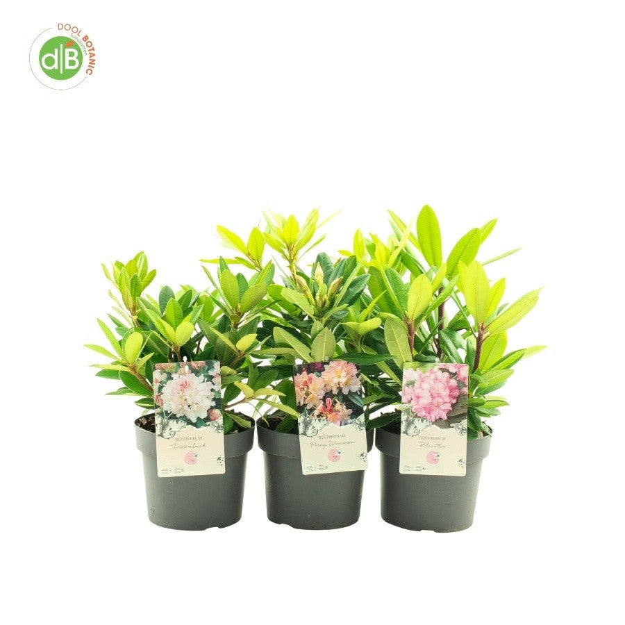 Rhododendron in soorten 30cm 19cm Pot
