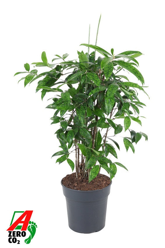Dracaena surculosa 90cm 24cm Pot